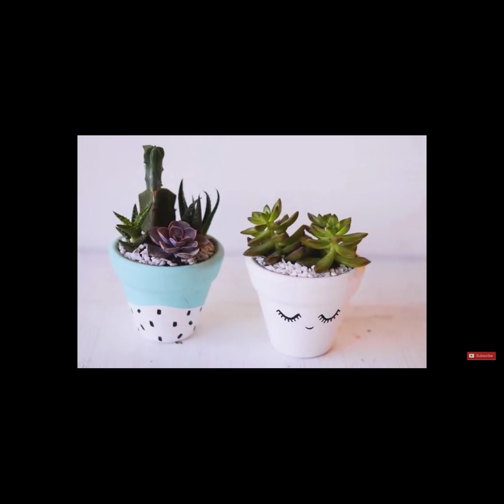 Live Succulent With cute pot
